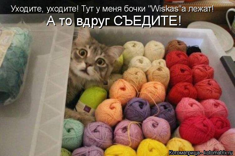 Уходите, уходите! Тут у меня бочки "Wiskas"a лежат! А то вдруг СЪЕДИТЕ!... Котоматрица: Уходите, уходите! Тут у меня бочки "Wiskas"a лежат! А то вдруг СЪЕДИТЕ!