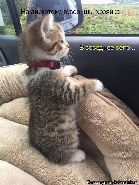 На дискотеку, говоришь, хозяйка... В соседнее село...... Котоматрица: На дискотеку, говоришь, хозяйка... В соседнее село...