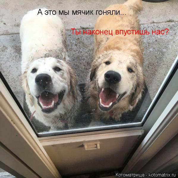А это мы мячик гоняли... Ты наконец впустишь нас?... Котоматрица: А это мы мячик гоняли... Ты наконец впустишь нас?