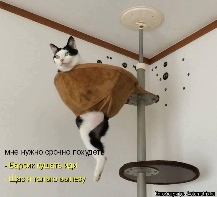 Котоматрица: мне нужно срочно похудеть - Барсик кушать иди - Щас я только вылезу
