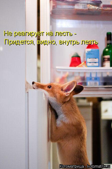 Котоматрица: Не реагирует на лесть - Придется, видно, внутрь лезть
