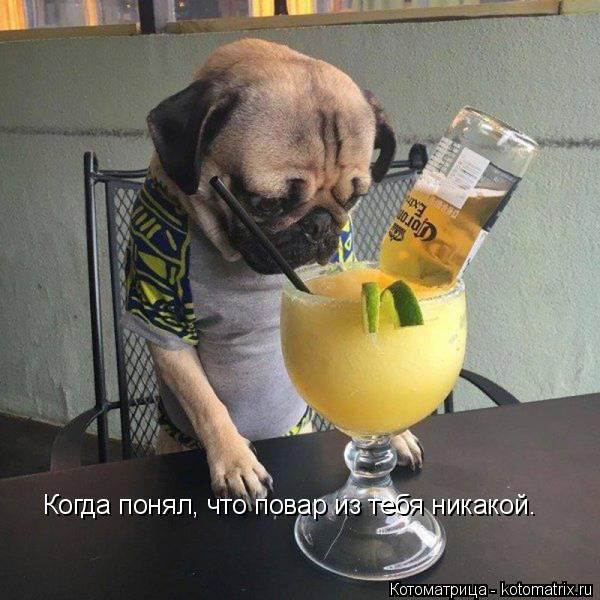 Когда понял, что повар из тебя никакой.... Котоматрица: Когда понял, что повар из тебя никакой.