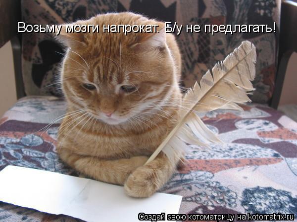 Котоматрица: Возьму мозги напрокат. Б/у не предлагать!