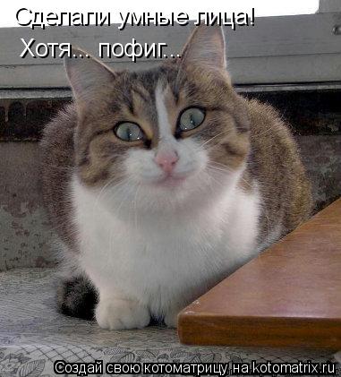 Котоматрица: Сделали умные лица! Хотя... пофиг...