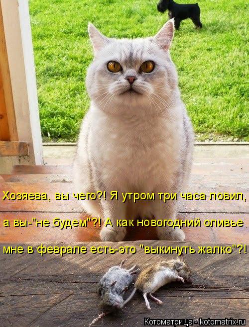 мне в феврале есть-это "выкинуть жалко"?! а вы-"не будем"?! А как новогодний оливье Хозяева, вы чего?... Котоматрица: мне в феврале есть-это "выкинуть жалко"?! а вы-"не будем"?! А как новогодний оливье Хозяева, вы чего?! Я утром три часа ловил,