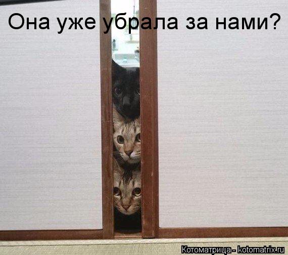 Она уже убрала за нами?... Котоматрица: Она уже убрала за нами?