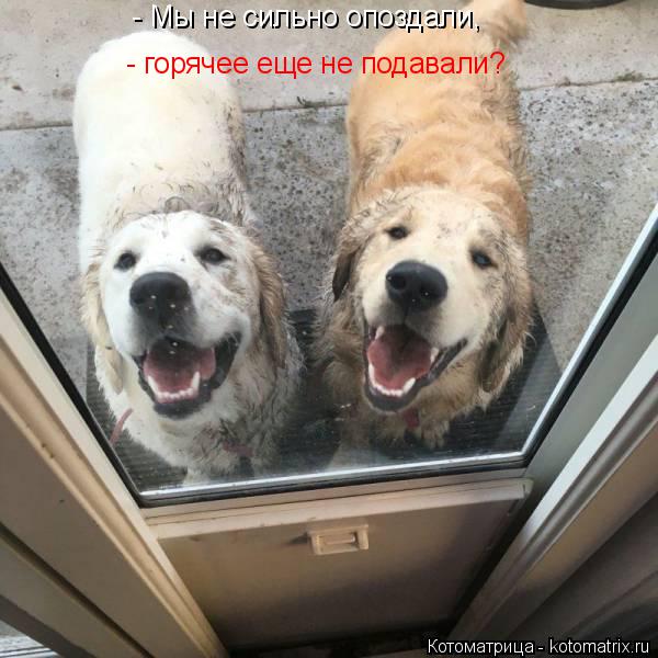 - Мы не сильно опоздали, - горячее еще не подавали?... Котоматрица: - Мы не сильно опоздали, - горячее еще не подавали?