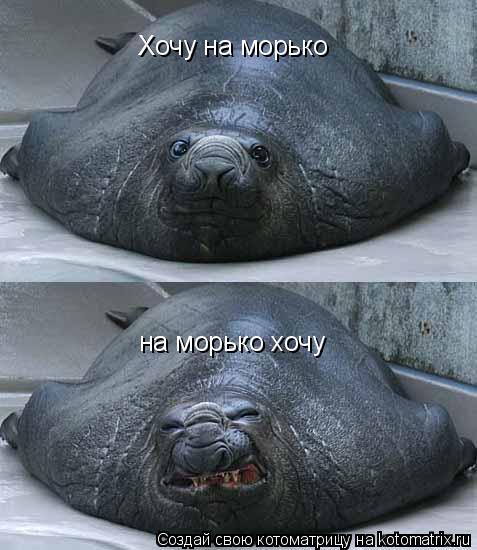 Хочу на морько на морько хочу... Котоматрица: Хочу на морько на морько хочу