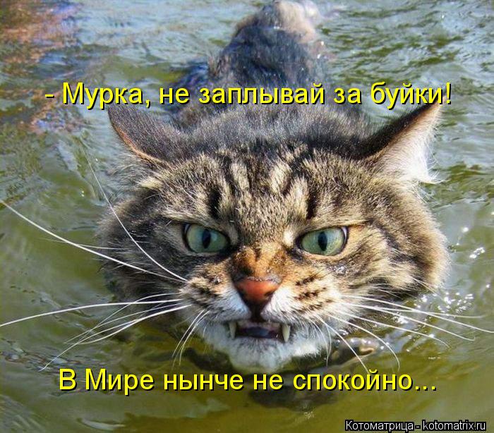 - Мурка, не заплывай за буйки! В Мире нынче не спокойно...... Котоматрица: - Мурка, не заплывай за буйки! В Мире нынче не спокойно...