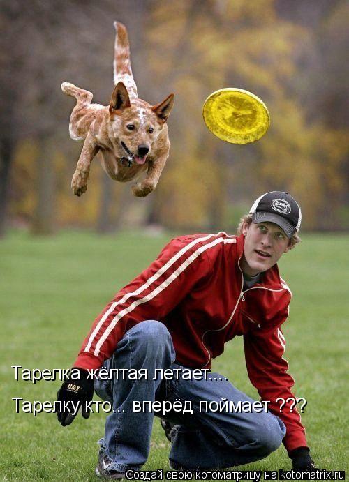 Тарелка жёлтая летает.... Тарелку кто... вперёд поймает ???... Котоматрица: Тарелка жёлтая летает.... Тарелку кто... вперёд поймает ???