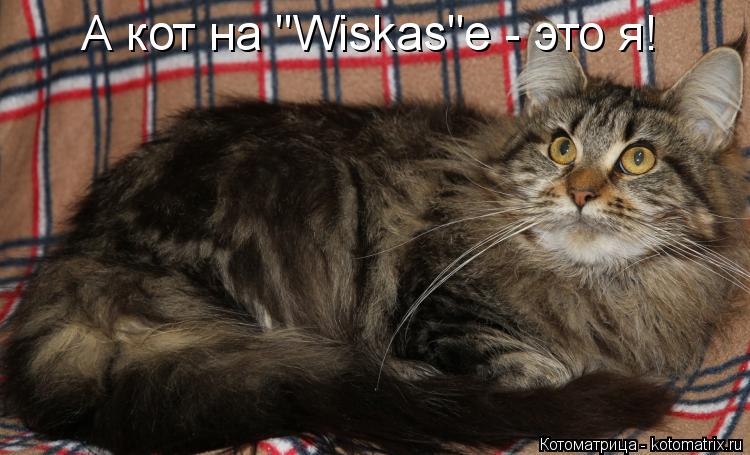 А кот на "Wiskas"e - это я!... Котоматрица: А кот на "Wiskas"e - это я!