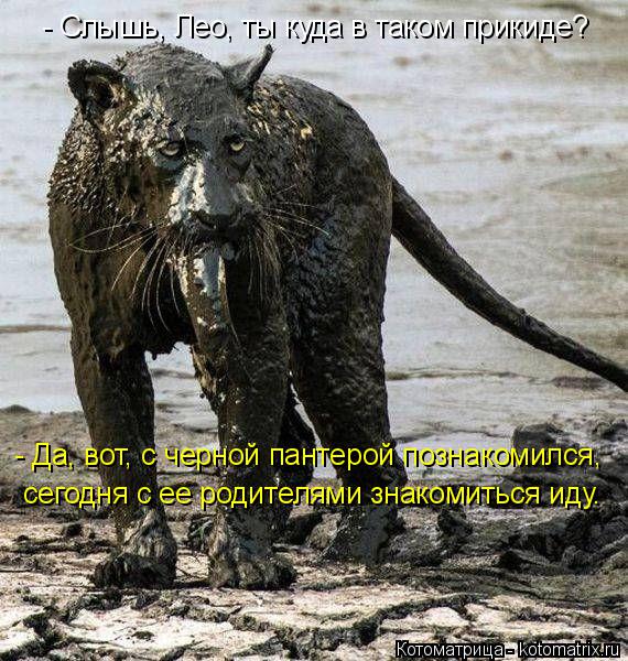 - Слышь, Лео, ты куда в таком прикиде? - Да, вот, с черной пантерой познакомился, сегодня с ее родите... Котоматрица: - Слышь, Лео, ты куда в таком прикиде? - Да, вот, с черной пантерой познакомился, сегодня с ее родителями знакомиться иду.