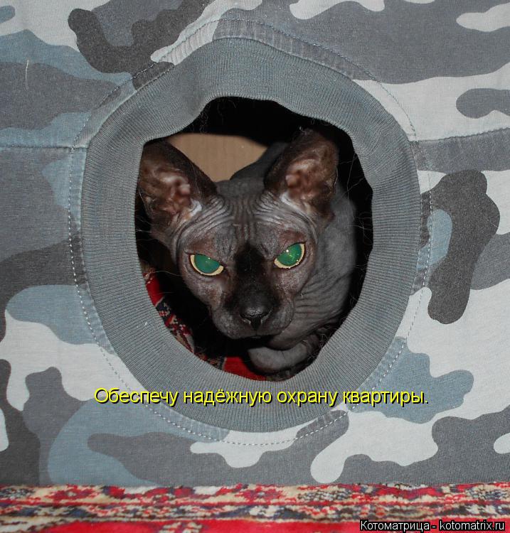 Обеспечу надёжную охрану квартиры.... Котоматрица: Обеспечу надёжную охрану квартиры.