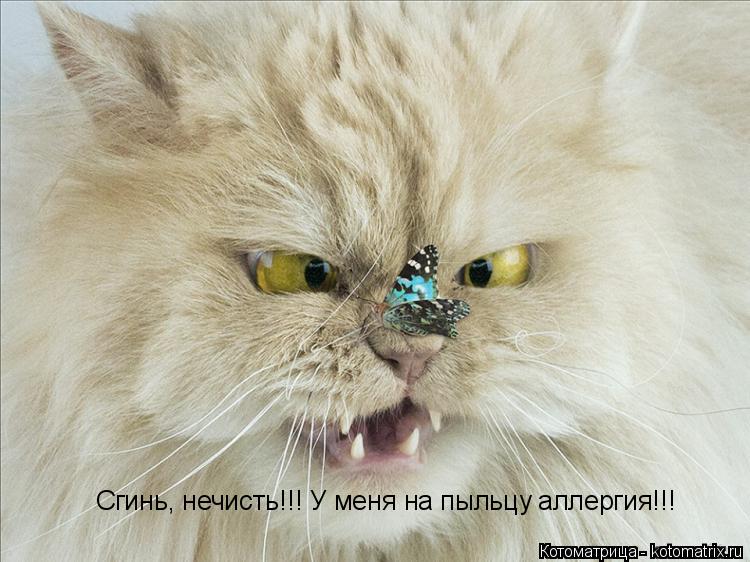 Сгинь, нечисть!!! У меня на пыльцу аллергия!!!... Котоматрица: Сгинь, нечисть!!! У меня на пыльцу аллергия!!!