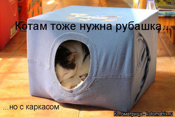 Котам тоже нужна рубашка... ...но с каркасом... Котоматрица: Котам тоже нужна рубашка... ...но с каркасом
