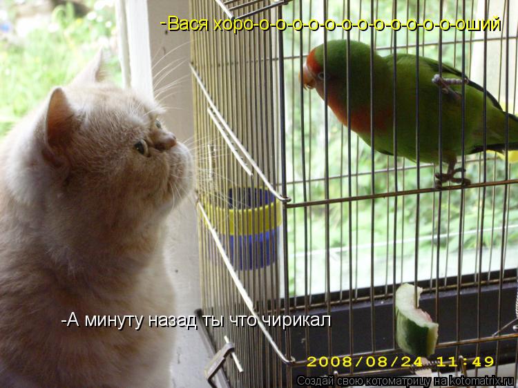Вася хоро-о-о-о-о-о-о-о-о-о-о-о-о-оший -А минуту назад ты что чирикал -... Котоматрица: Вася хоро-о-о-о-о-о-о-о-о-о-о-о-о-оший -А минуту назад ты что чирикал -