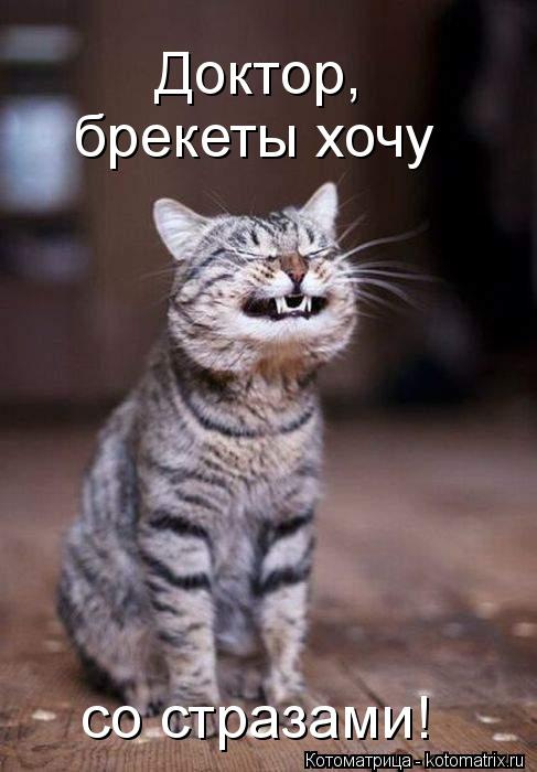 Доктор, брекеты хочу со стразами!... Котоматрица: Доктор, брекеты хочу со стразами!