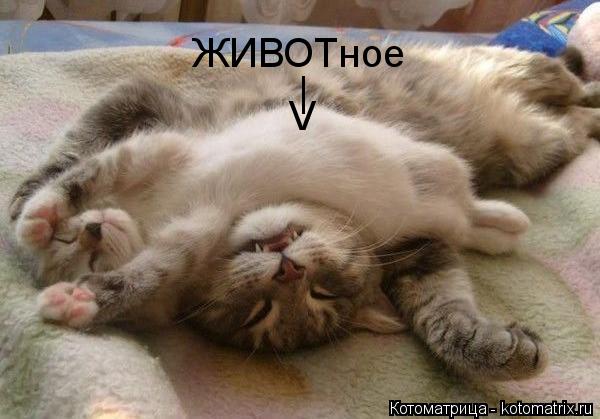 ЖИВОТное | V... Котоматрица: ЖИВОТное | V