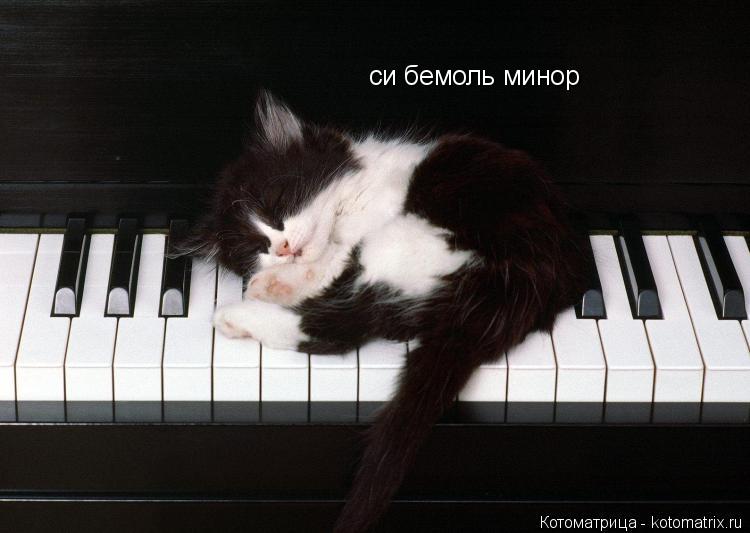 си бемоль минор... Котоматрица: си бемоль минор
