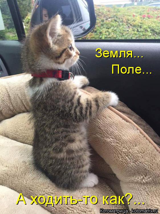 Земля... Поле... А ходить-то как?...... Котоматрица: Земля... Поле... А ходить-то как?...