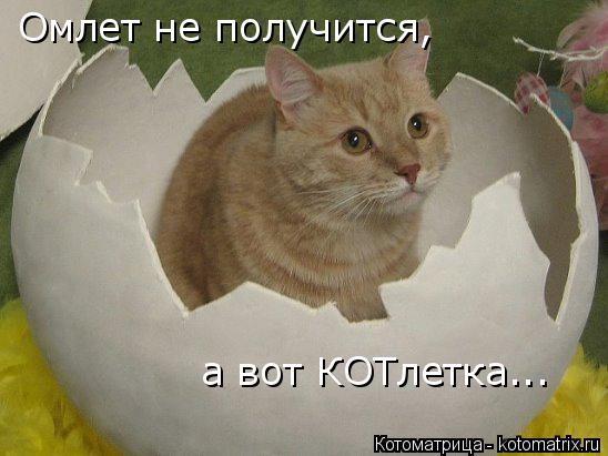 Омлет не получится, а вот КОТлетка...... Котоматрица: Омлет не получится, а вот КОТлетка...