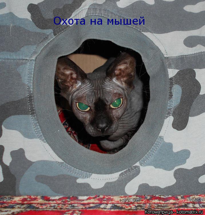 Охота на мышей... Котоматрица: Охота на мышей