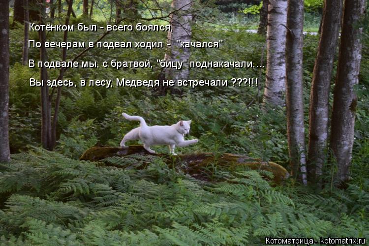 Котёнком был - всего боялся, По вечерам в подвал ходил - "качался" В подвале мы, с братвой, "бицу" п... Котоматрица: Котёнком был - всего боялся, По вечерам в подвал ходил - "качался" В подвале мы, с братвой, "бицу" поднакачали.... Вы здесь, в лесу, Медведя не вст