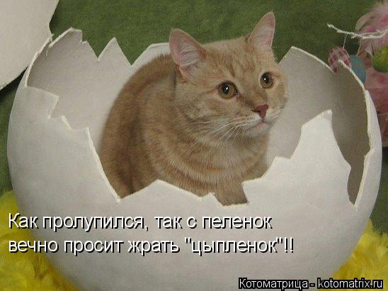 Как пролупился, так с пеленок вечно просит жрать "цыпленок"!!... Котоматрица: Как пролупился, так с пеленок вечно просит жрать "цыпленок"!!