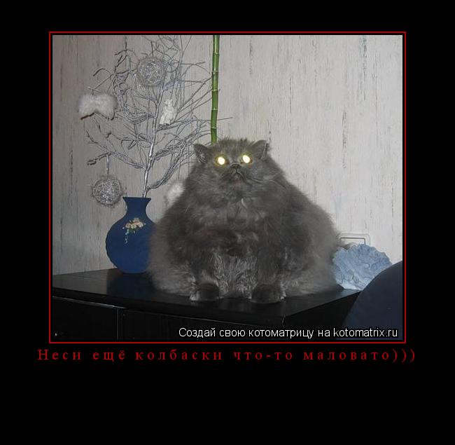 Неси ещё колбаски что-то маловато))) ... Котоматрица: Неси ещё колбаски что-то маловато)))