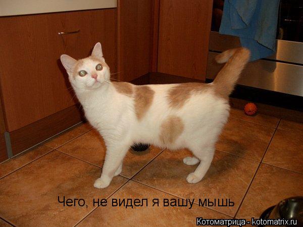 Чего, не видел я вашу мышь... Котоматрица: Чего, не видел я вашу мышь