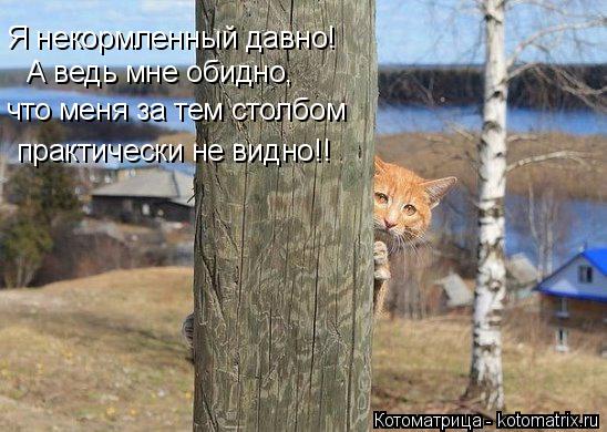 Я некормленный давно! А ведь мне обидно, что меня за тем столбом практически не видно!!... Котоматрица: Я некормленный давно! А ведь мне обидно, что меня за тем столбом практически не видно!!