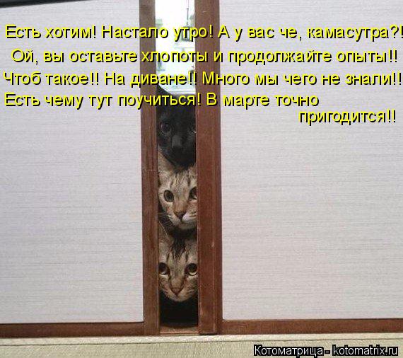 Есть хотим! Настало утро! А у вас че, камасутра?! Ой, вы оставьте хлопоты и продолжайте опыты!! Чтоб ... Котоматрица: Есть хотим! Настало утро! А у вас че, камасутра?! Ой, вы оставьте хлопоты и продолжайте опыты!! Чтоб такое!! На диване!! Много мы чего не знали!! Е