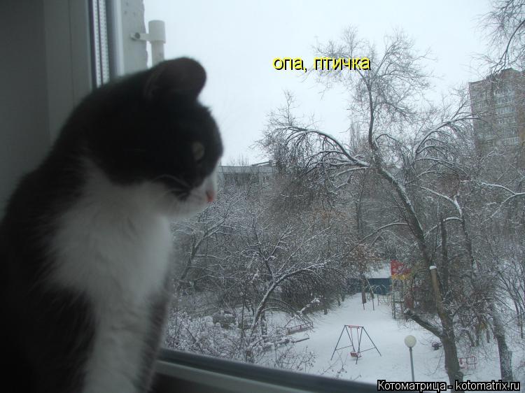 опа, птичка... Котоматрица: опа, птичка