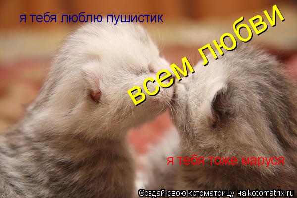 я тебя люблю пушистик я тебя тоже маруся всем любви... Котоматрица: я тебя люблю пушистик я тебя тоже маруся всем любви