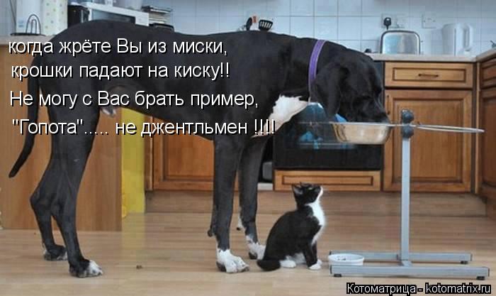 когда жрёте Вы из миски, крошки падают на киску!! Не могу с Вас брать пример, "Гопота"..... не джент... Котоматрица: когда жрёте Вы из миски, крошки падают на киску!! Не могу с Вас брать пример, "Гопота"..... не джентльмен !!!!
