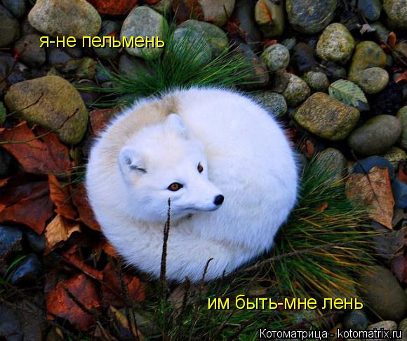 я-не пельмень им быть-мне лень... Котоматрица: я-не пельмень им быть-мне лень