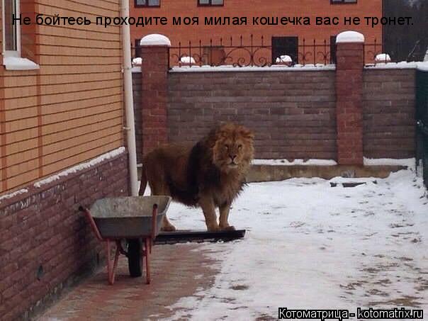 Не бойтесь проходите моя милая кошечка вас не тронет.... Котоматрица: Не бойтесь проходите моя милая кошечка вас не тронет.