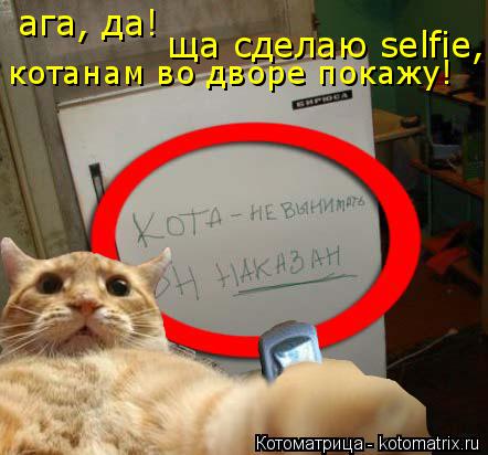 ага, да! ща сделаю selfie, котанам во дворе покажу!... Котоматрица: ага, да! ща сделаю selfie, котанам во дворе покажу!