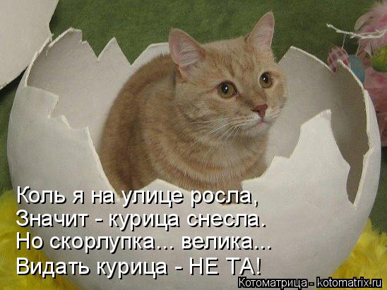 Коль я на улице росла, Значит - курица снесла. Но скорлупка... велика... Видать курица - НЕ ТА!... Котоматрица: Коль я на улице росла, Значит - курица снесла. Но скорлупка... велика... Видать курица - НЕ ТА!