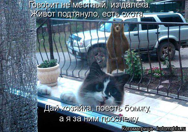 Говорит не местный, из далёка. Живот подтянуло, есть охота. а я за ним прослежу. Дай хозяйка, поесть ... Котоматрица: Говорит не местный, из далёка. Живот подтянуло, есть охота. а я за ним прослежу. Дай хозяйка, поесть бомжу,