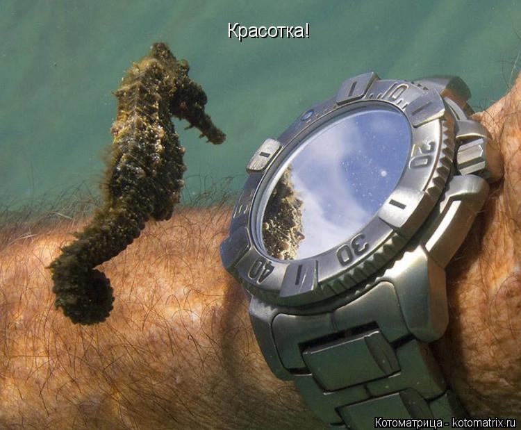 Красотка!... Котоматрица: Красотка!