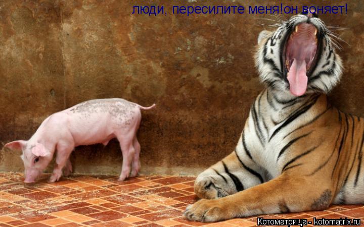 люди, пересилите меня!он воняет!... Котоматрица: люди, пересилите меня!он воняет!