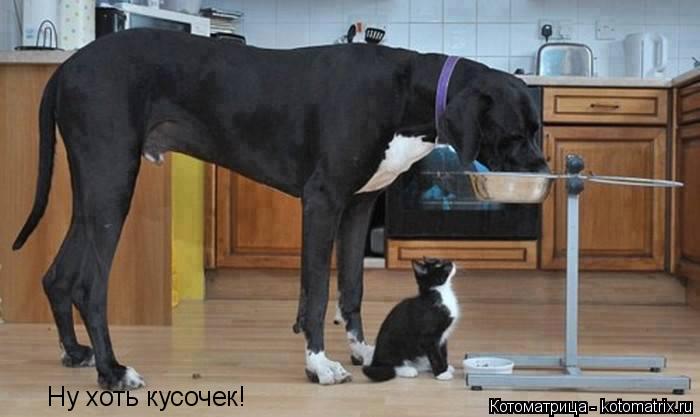 Ну хоть кусочек!... Котоматрица: Ну хоть кусочек!