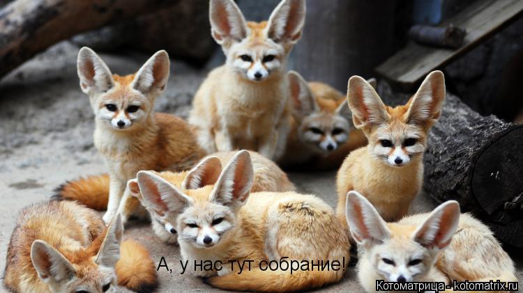 А, у нас тут собрание!... Котоматрица: А, у нас тут собрание!