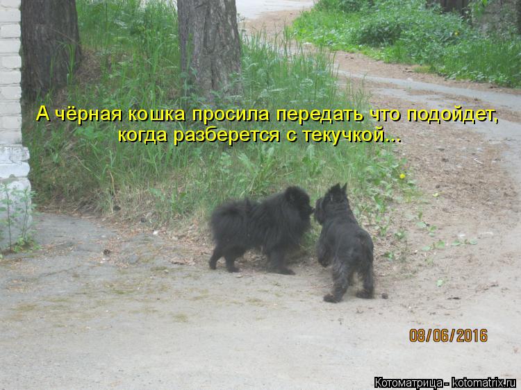 А чёрная кошка просила передать что подойдет, когда разберется с текучкой...... Котоматрица: А чёрная кошка просила передать что подойдет, когда разберется с текучкой...