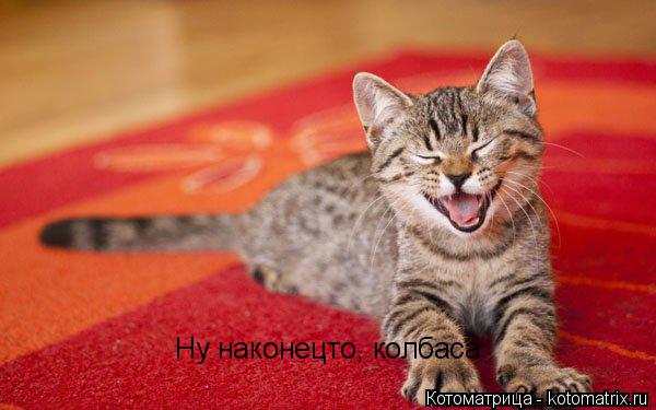 Ну наконецто, колбаса... Котоматрица: Ну наконецто, колбаса