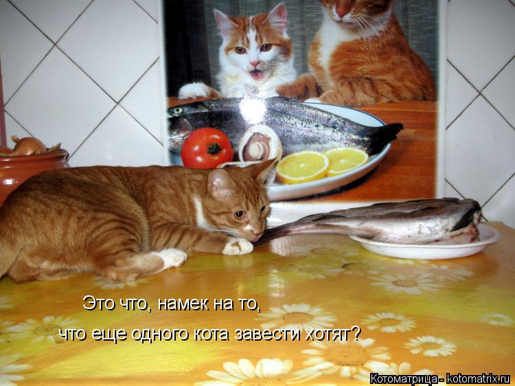 Это что, намек на то, что еще одного кота завести хотят?... Котоматрица: Это что, намек на то, что еще одного кота завести хотят?