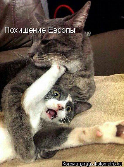 Похищение Европы... Котоматрица: Похищение Европы