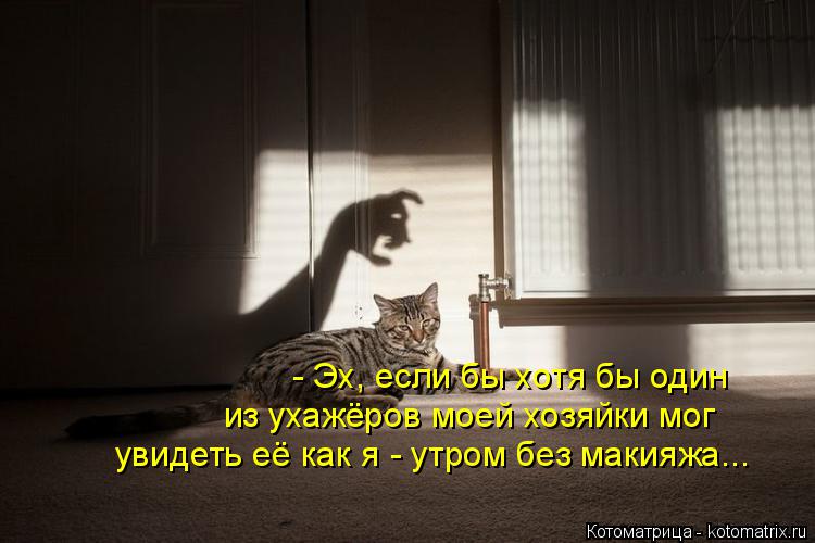 - Эх, если бы хотя бы один из ухажёров моей хозяйки мог увидеть её как я - утром без макияжа...... Котоматрица: - Эх, если бы хотя бы один из ухажёров моей хозяйки мог увидеть её как я - утром без макияжа...