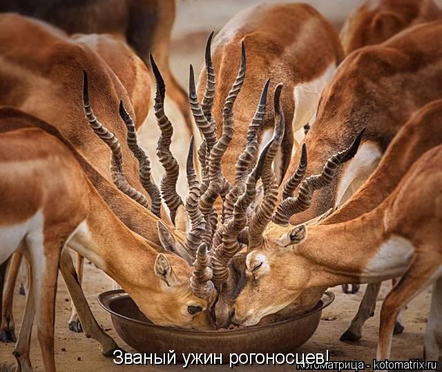 Званый ужин рогоносцев!... Котоматрица: Званый ужин рогоносцев!